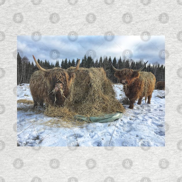 Scottish Highland Cattle Cows 2161 by SaarelaHighland